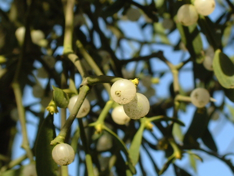 Orchards & Mistletoe | Herefordshire Wildlife Trust